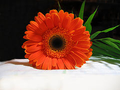 photo "Gerbera"