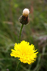 photo "Portrait of a dandelion"
