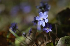 фото "первоцветы"