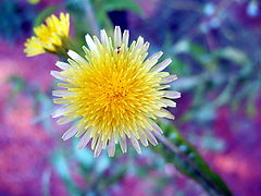 photo "Spring flower 2"