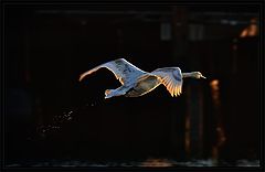 photo "Swan Lake"