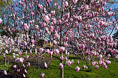 фото "Garden with magnolias"