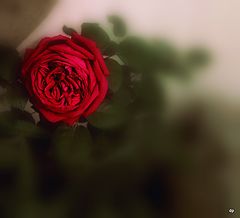 фото "***"
