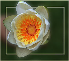 photo "Water lily"