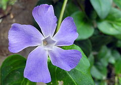 photo "Spring Flower 4"
