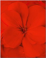 фото "Trez Rouge"