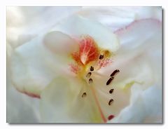 фото "Rh. Lindleyii"
