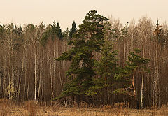 фото "На окраине леса"