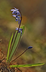 фото "Пролески"