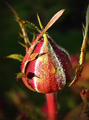 фото "Пора просыпаться!"