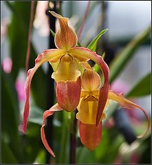 photo "orchid"