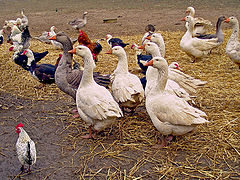 фото "The Farm"