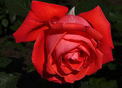 фото "Vitality"