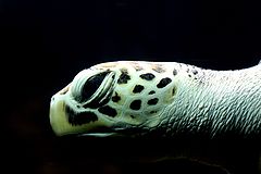 фото "i - the turtle"