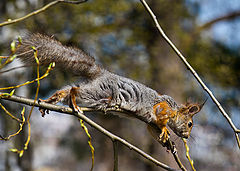 photo "Unstable equilibrium"