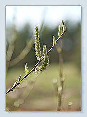 photo "***"