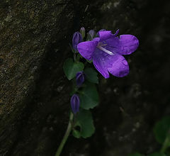 фото "campanula"