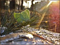 фото "Оттаяли!))"
