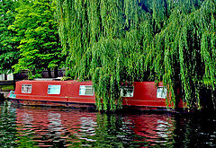 фото "Weeping Willow"