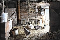 photo "Rustic interior with cats"