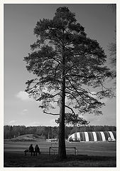 фото "У сосны"