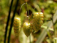 фото "Briza Maxima"