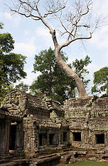 photo "Ta Prohm"