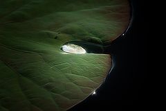 photo "***"