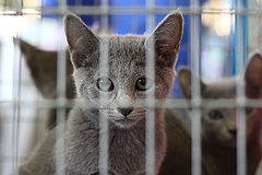 photo "Babes in the cage"
