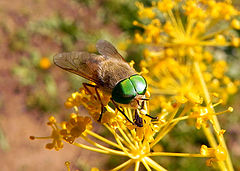 фото "Chlorosmati (II)"