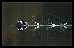 фото "V1"