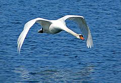 фото "Take Off"