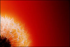 photo "***"