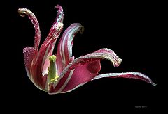 фото "Last Dance"