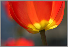 photo "Ловушки для солнца*"