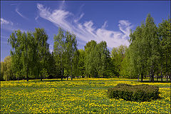 фото "Весенний ковер"