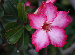 photo "Pink!"