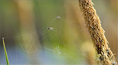 photo "***"