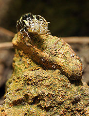 photo "макро.паук-скакун"