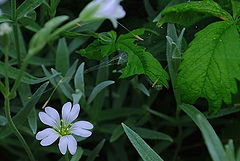 photo "***"