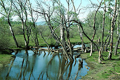 фото "Cemetery trees"