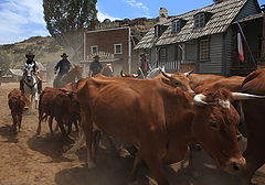 photo "Cowboys"