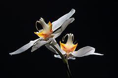 photo "***"