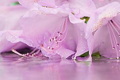 photo "***"