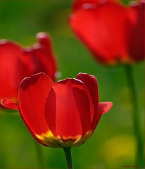 photo "Tulips"