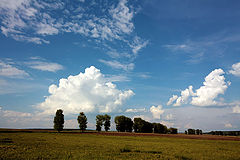 photo "The string of poplar"