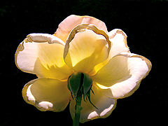 photo "Light rose"