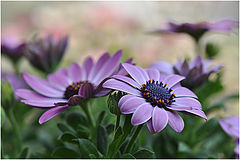 photo "***"