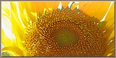 photo "Fleur Du Soleil"