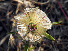 фото "Scabiosa Stellata"